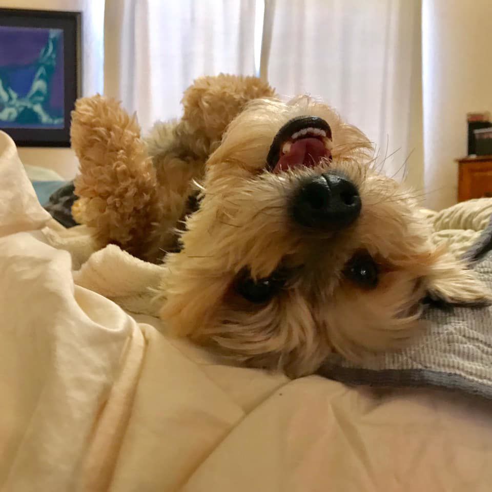 Readers pet photos